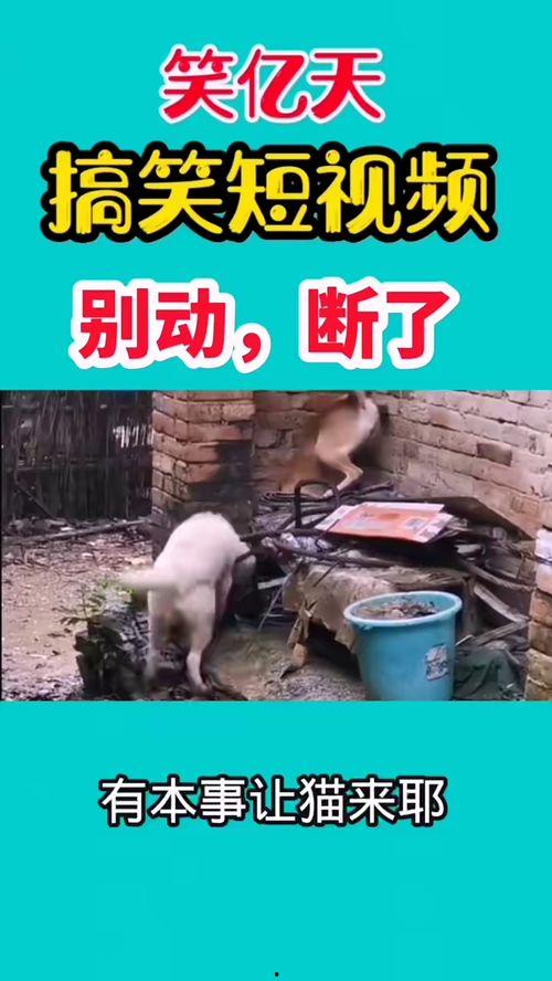 搞笑最新爆料视频大全,笑到肚子疼！